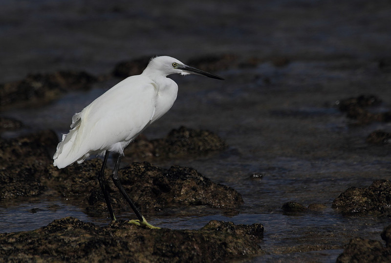 Little Egret