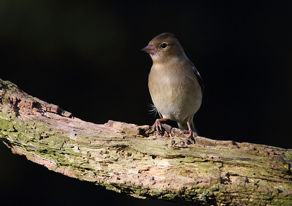 Female Chaffinch