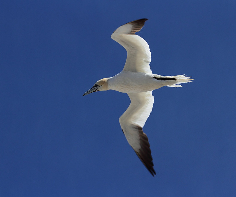 Gannet in flight