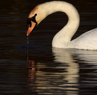 Mute Swan