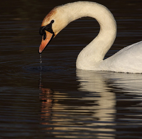 Mute Swan