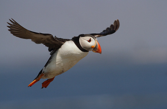 Puffin in Flight