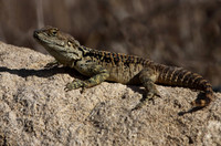 Agama Lizard