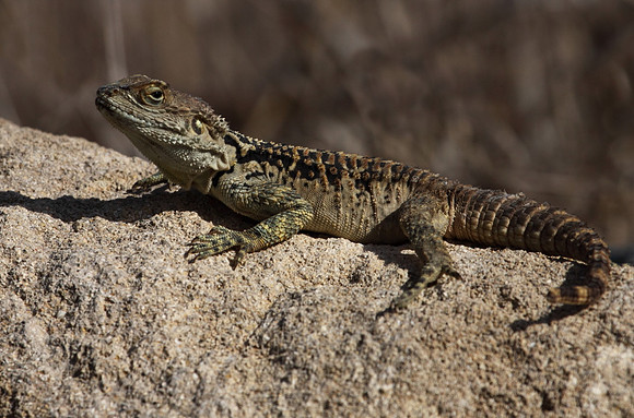 Agama Lizard
