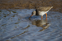 Redshank