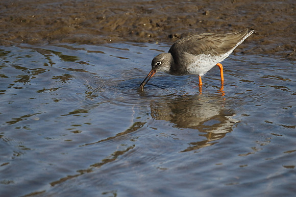 Redshank
