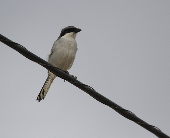 Southern Grey Shrike