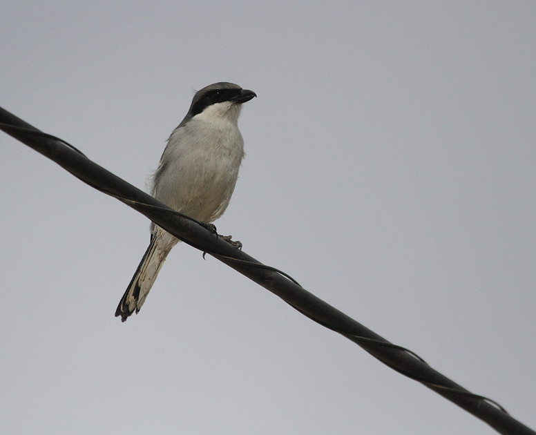 Southern Grey Shrike