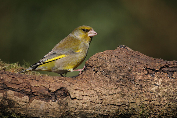 Male Greenfinch