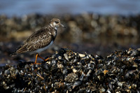 Turnstone