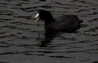 American Coot
