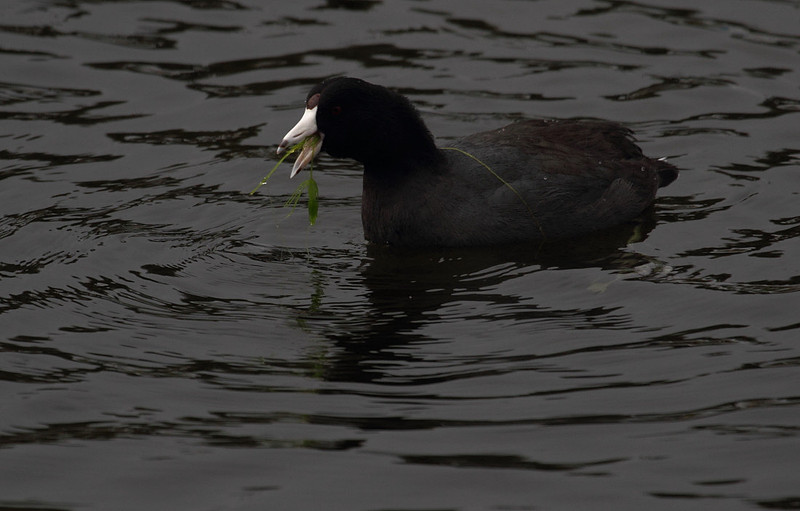 American Coot