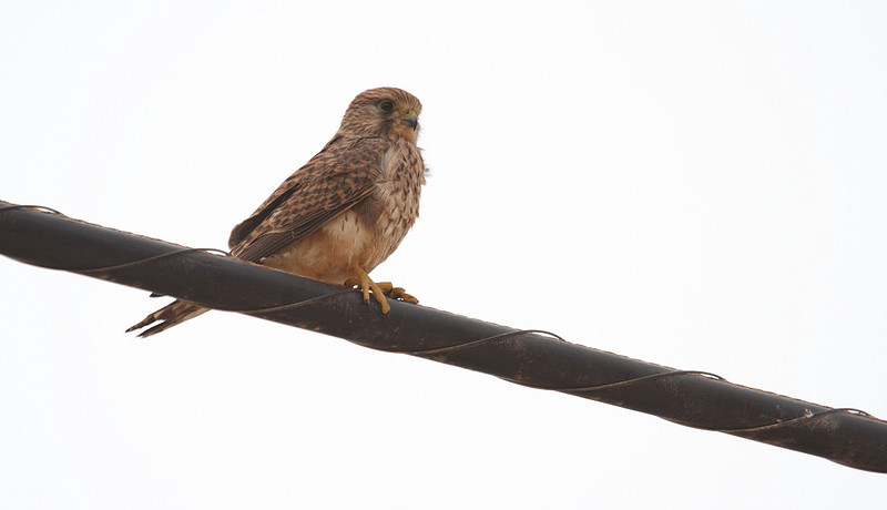 Kestrel