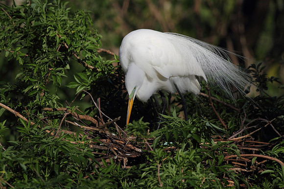 Great Egret