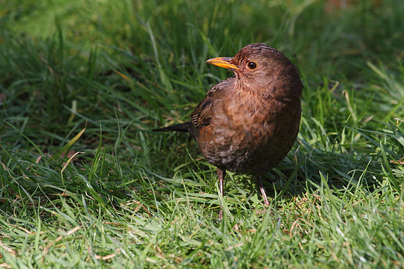 Female Blackbird