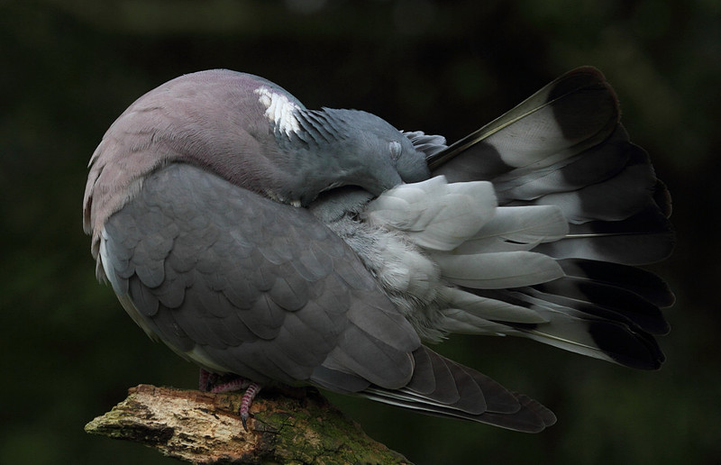 Woodpigeon