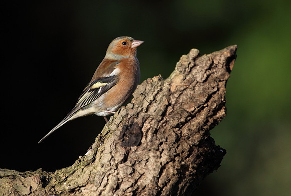 Male Chaffinch