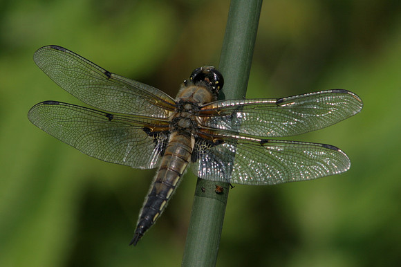 Four Spotted Chaser