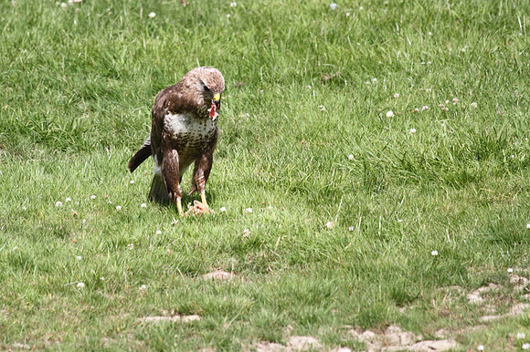 Buzzard