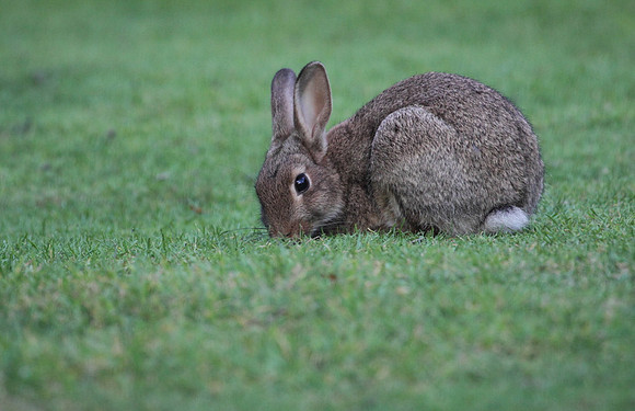 Rabbit