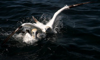 Gannet dive