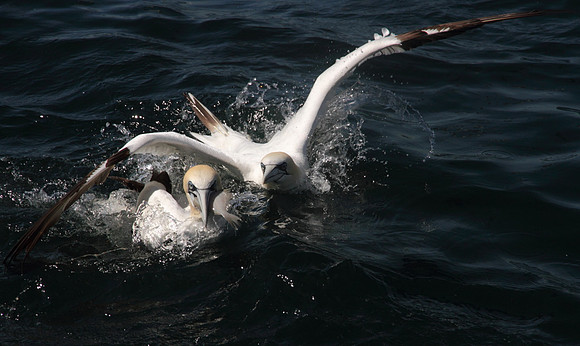 Gannet dive