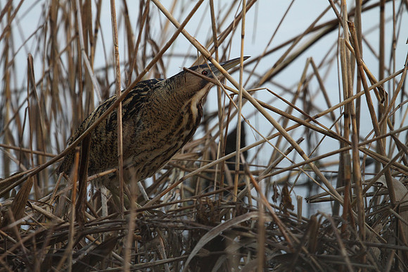 Bittern