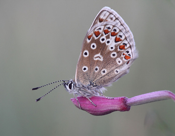 Common Blue Butterfly (female)