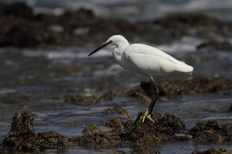 Little Egret