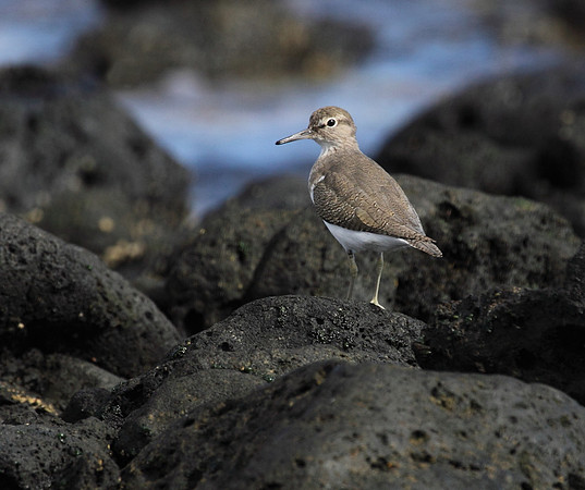 Common Sandpiper