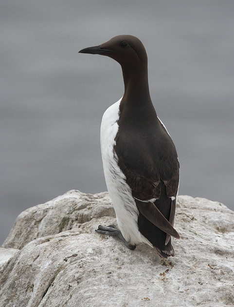 Guillemot