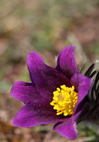 Pasque Flower