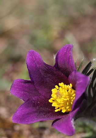 Pasque Flower