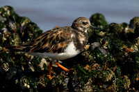 Turnstone