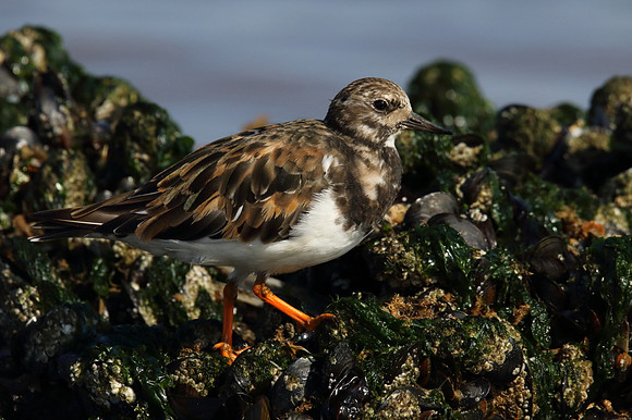 Turnstone