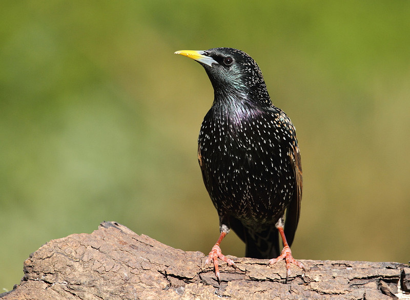 Starling