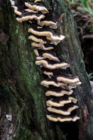 Many Zoned Polypore