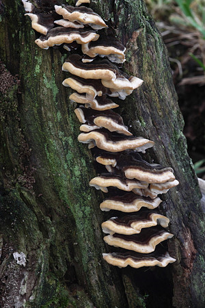 Many Zoned Polypore