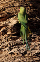 Ring Necked Parakeet