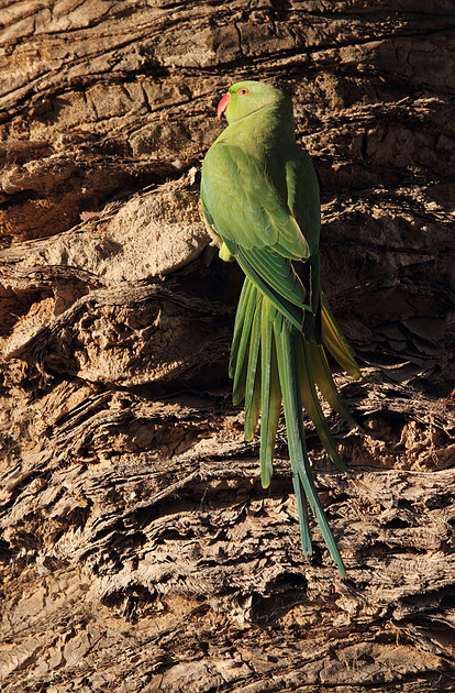 Ring Necked Parakeet