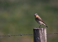 Northern Wheatear