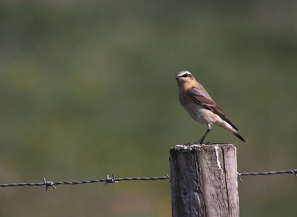 Northern Wheatear