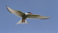 Arctic Tern in flight