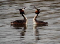 Great Crested Grebe Display