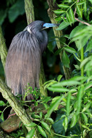 Tri-Colored Heron