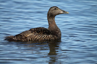 Female Eider