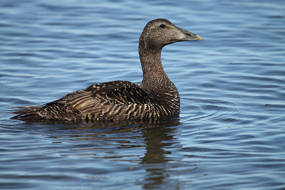 Female Eider