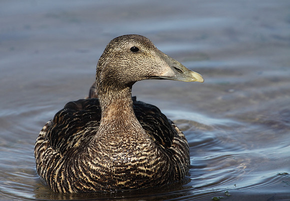 Female Eider