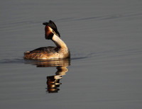 Great Crested Grebe