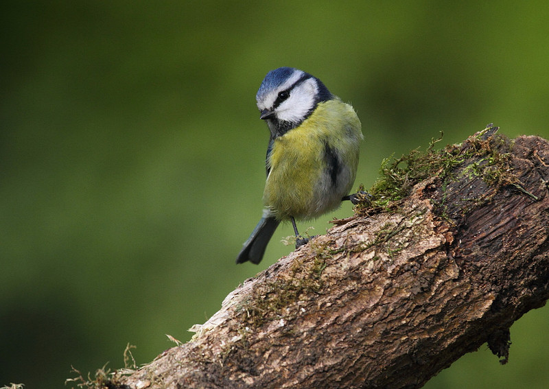 Blue Tit